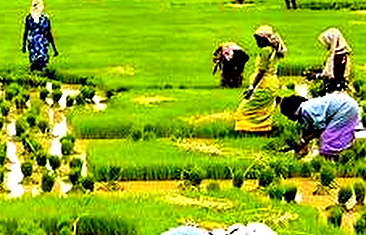 Kerala Backwater Tour 4 Days